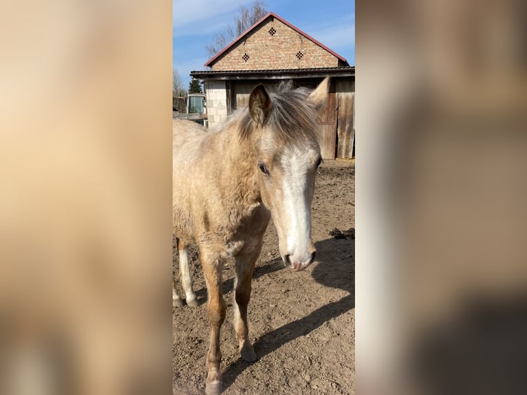 Missouri Foxtrotter Wallach 1 Jahr Buckskin in Biesenthal