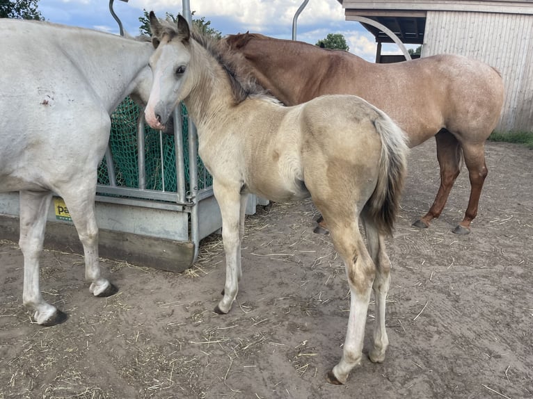 Missouri Foxtrotter Wallach 1 Jahr Buckskin in Biesenthal