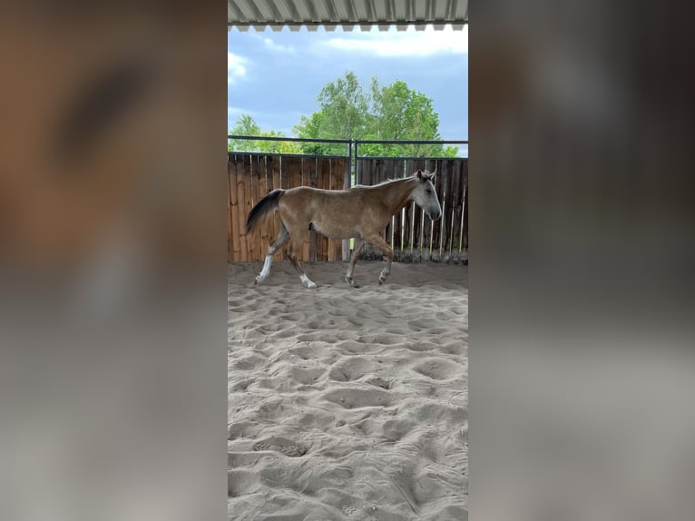 Missouri Foxtrotter Wallach 1 Jahr Buckskin in Biesenthal
