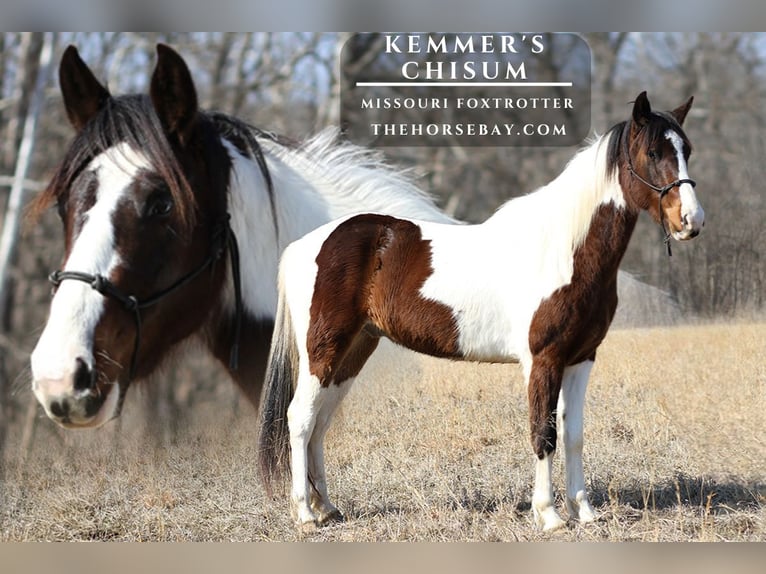 Missouri Foxtrotter Wallach 3 Jahre 142 cm Brauner in Festus, MO