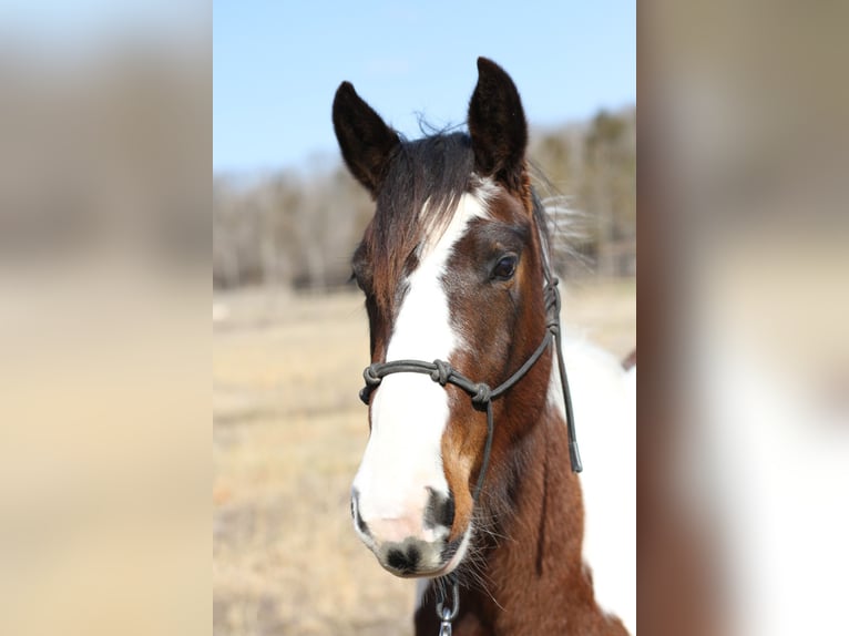 Missouri Foxtrotter Wallach 3 Jahre 142 cm Tobiano-alle-Farben in Festus