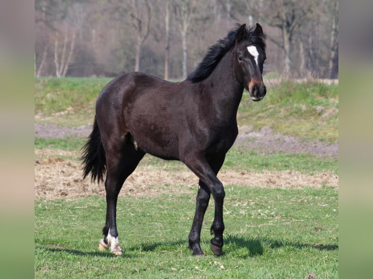Missouri Foxtrotter Mix Wallach 3 Jahre 154 cm Dunkelbrauner in Ribbesb&#xFC;ttel