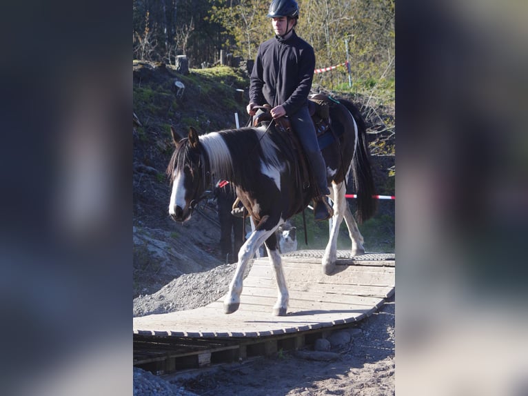 Missouri Foxtrotter Mix Wallach 3 Jahre 154 cm Dunkelbrauner in Ribbesb&#xFC;ttel