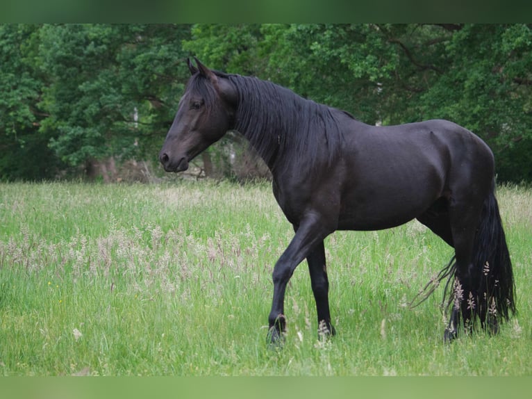Missouri Foxtrotter Mix Wallach 3 Jahre 154 cm Dunkelbrauner in Ribbesb&#xFC;ttel