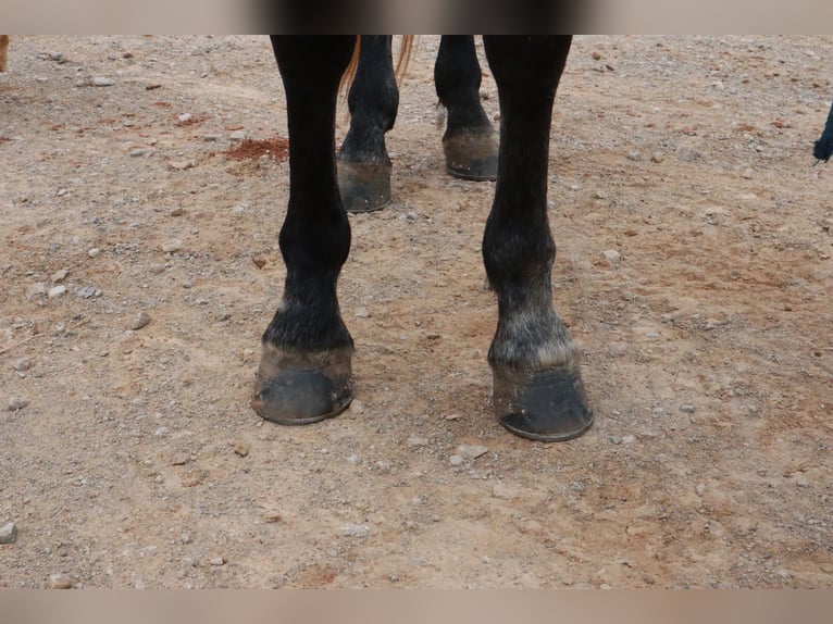 Missouri Foxtrotter Wallach 4 Jahre 163 cm Roan-Blue in Wichita Falls