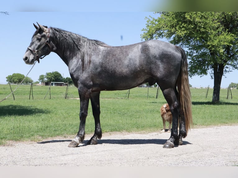 Missouri Foxtrotter Wallach 4 Jahre 163 cm Roan-Blue in Wichita Falls