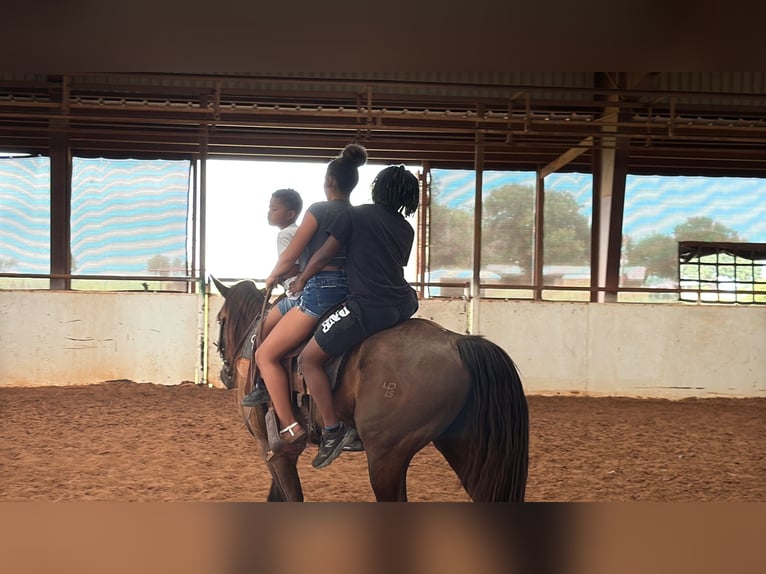 Missouri Foxtrotter Wallach 4 Jahre Rappe in Wichita Falls