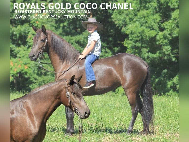 Missouri Foxtrotter Wallach 5 Jahre 142 cm Rappe in Whitley City, KY