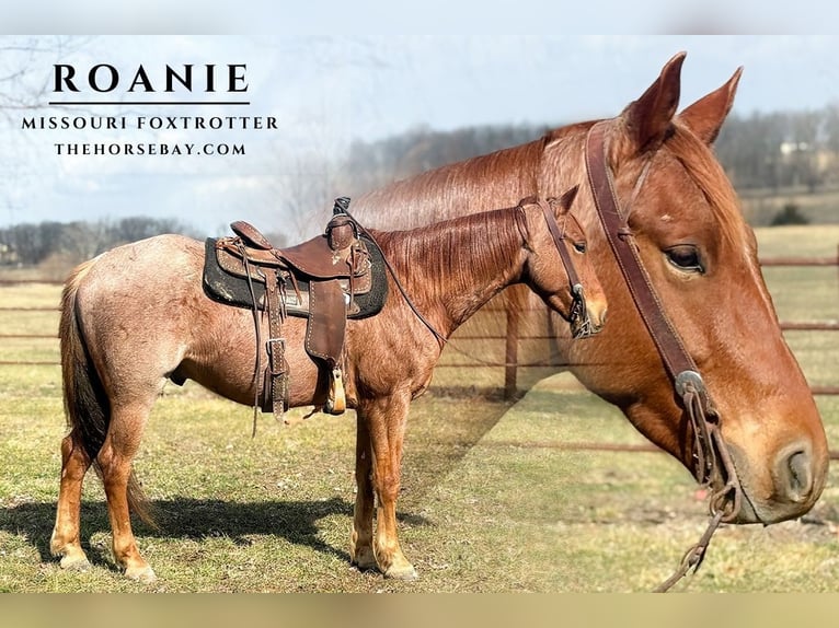 Missouri Foxtrotter Wallach 5 Jahre 152 cm Roan-Red in Houston, MO