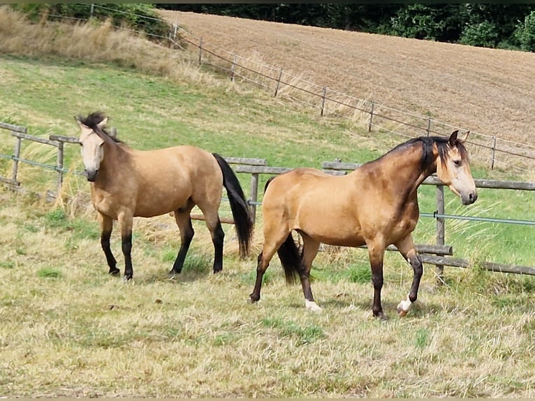 Missouri Foxtrotter Wallach 5 Jahre 153 cm Falbe in K&#xF6;nigsfeld