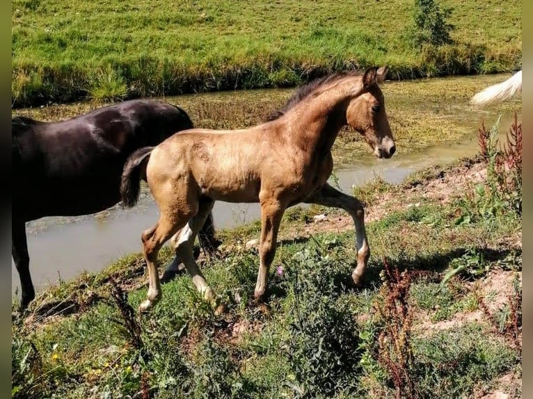 Missouri Foxtrotter Wallach 5 Jahre 153 cm Falbe in K&#xF6;nigsfeld