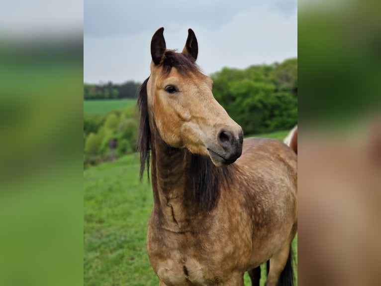 Missouri Foxtrotter Wallach 5 Jahre 153 cm Falbe in K&#xF6;nigsfeld