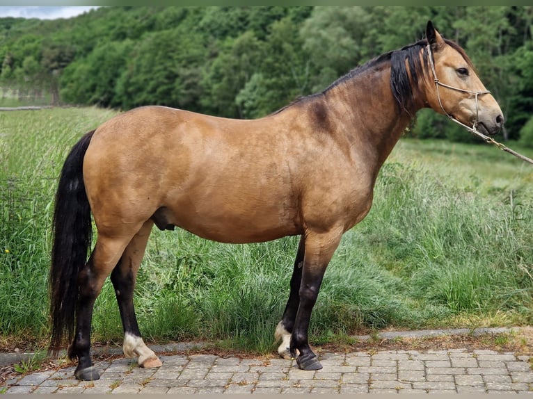 Missouri Foxtrotter Wallach 5 Jahre 153 cm Falbe in K&#xF6;nigsfeld