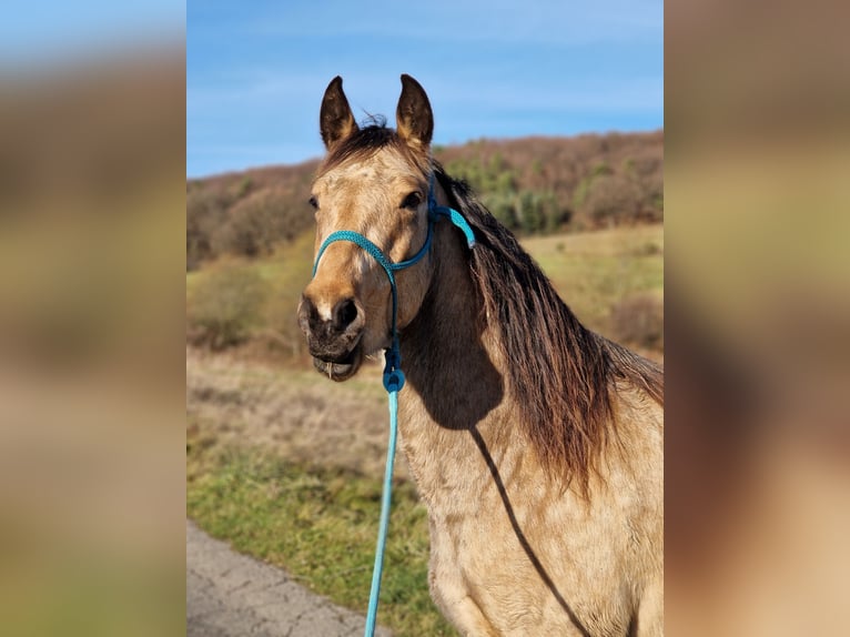 Missouri Foxtrotter Wallach 5 Jahre 153 cm Falbe in K&#xF6;nigsfeld
