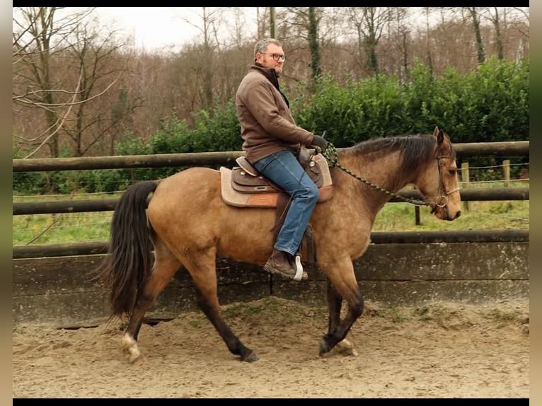 Missouri Foxtrotter Wallach 5 Jahre 153 cm Falbe in K&#xF6;nigsfeld