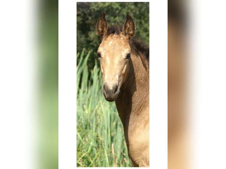 Missouri Foxtrotter Wallach 5 Jahre 153 cm Falbe in K&#xF6;nigsfeld