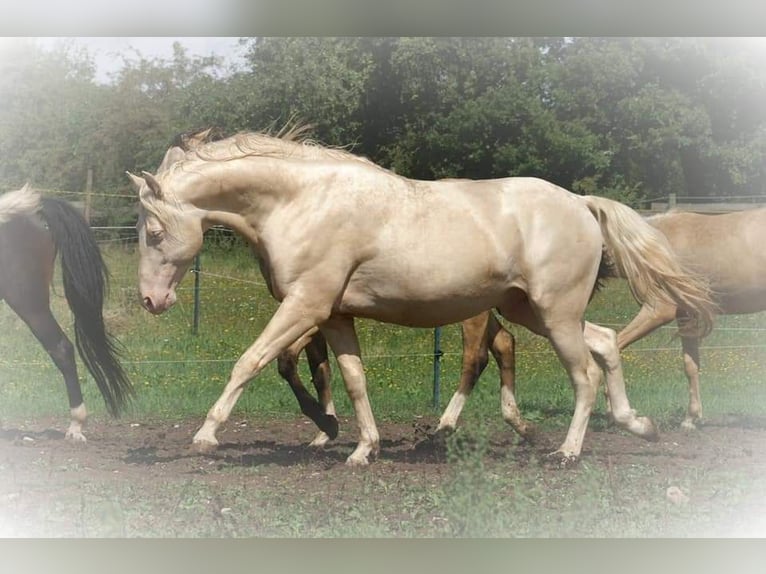 Missouri Foxtrotter Wallach 5 Jahre 153 cm Falbe in K&#xF6;nigsfeld