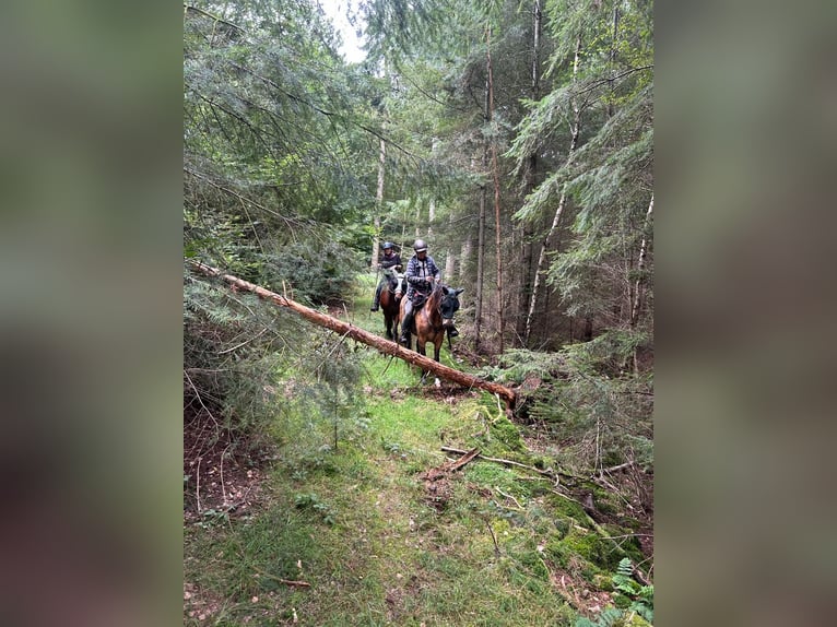Missouri Foxtrotter Wallach 5 Jahre 153 cm Falbe in K&#xF6;nigsfeld