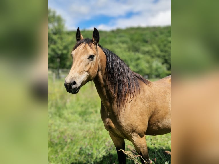 Missouri Foxtrotter Wallach 5 Jahre 153 cm Falbe in K&#xF6;nigsfeld