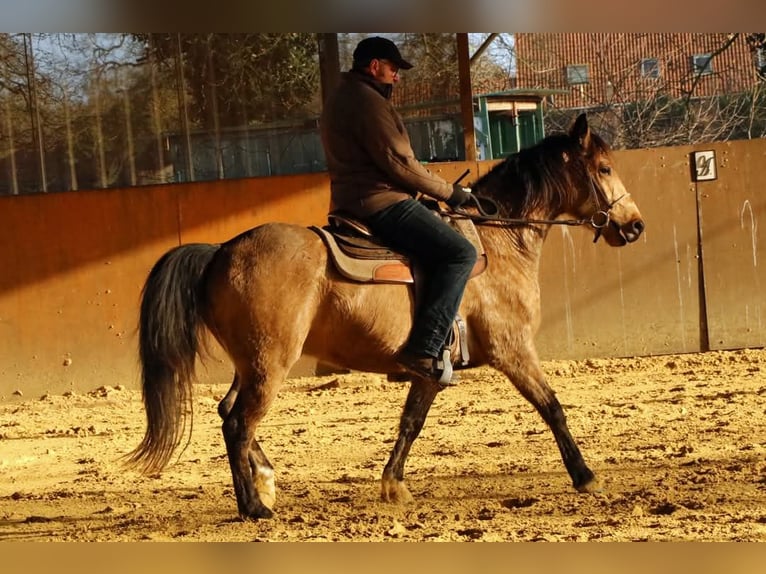 Missouri Foxtrotter Wallach 5 Jahre 153 cm Falbe in K&#xF6;nigsfeld