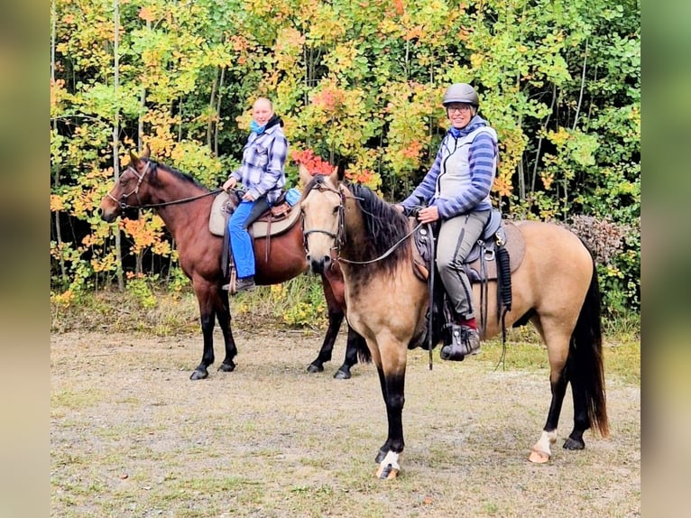 Missouri Foxtrotter Wallach 5 Jahre 153 cm Falbe in K&#xF6;nigsfeld