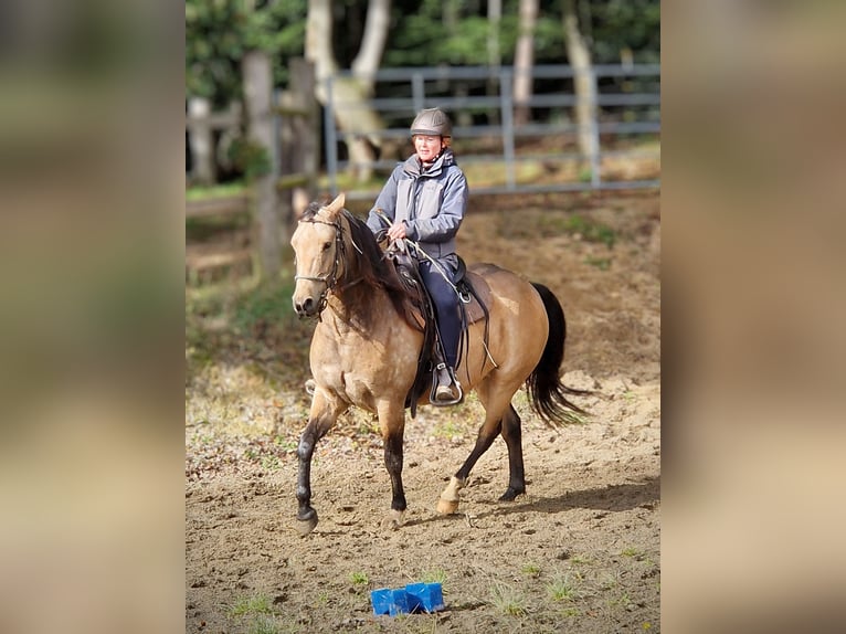 Missouri Foxtrotter Wallach 5 Jahre 153 cm Falbe in K&#xF6;nigsfeld