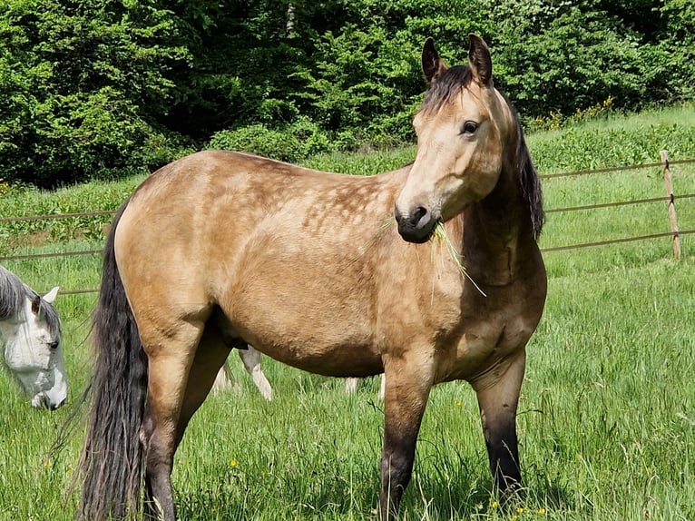Missouri Foxtrotter Wallach 5 Jahre 153 cm Falbe in Königsfeld Missouri Foxtrotter Wallach 5 Jahre 153 cm Falbe in Königsfeld