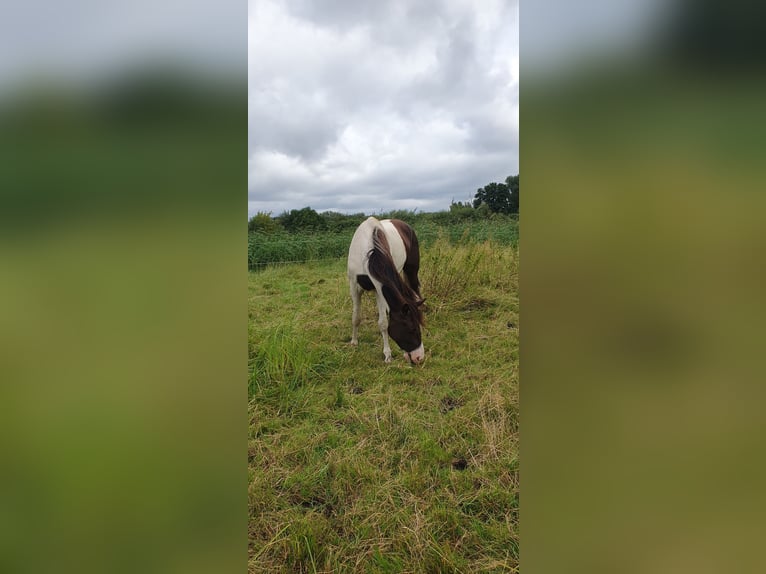 Missouri Foxtrotter Wallach 5 Jahre 155 cm Schecke in Waltersdorf