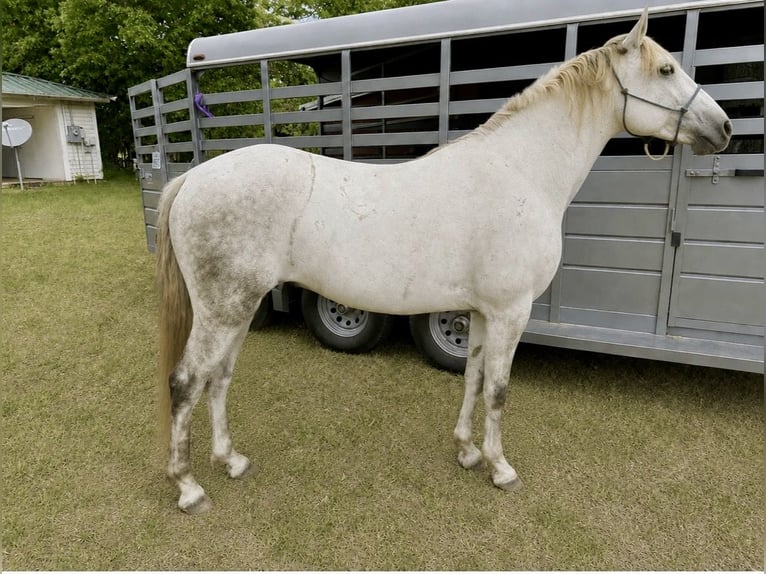 Missouri Foxtrotter Wallach 6 Jahre 147 cm Schimmel in Paris