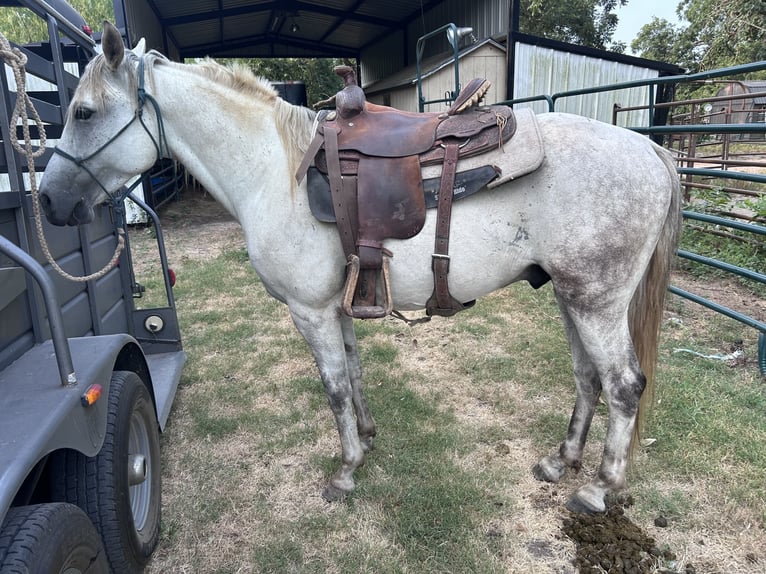 Missouri Foxtrotter Wallach 6 Jahre 147 cm Schimmel in Paris