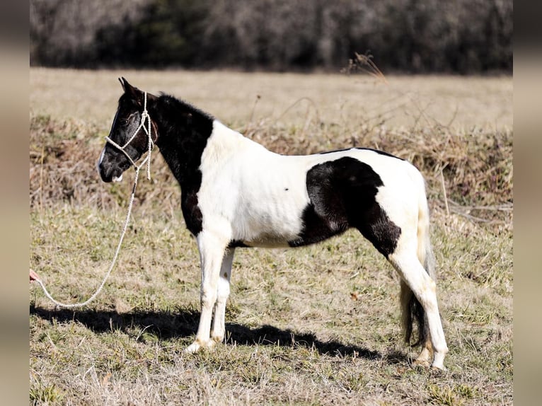 Missouri Foxtrotter Wallach 6 Jahre 147 cm Tobiano-alle-Farben in Cleveland TN