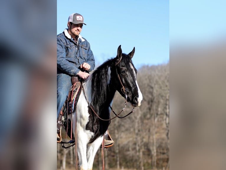 Missouri Foxtrotter Wallach 6 Jahre 147 cm Tobiano-alle-Farben in Cleveland TN