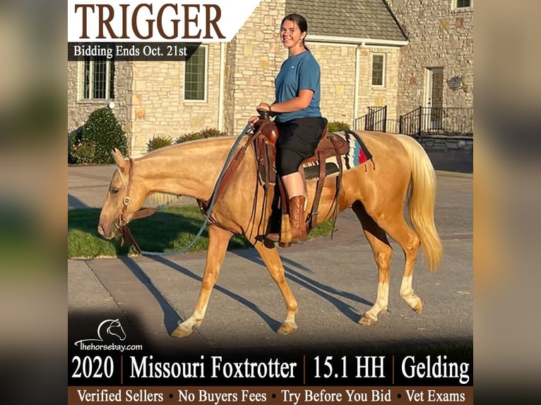 Missouri Foxtrotter Wallach 6 Jahre 155 cm Palomino in Cunningham, KY