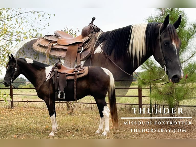 Missouri Foxtrotter Wallach 6 Jahre 155 cm Tobiano-alle-Farben in Houston, MO