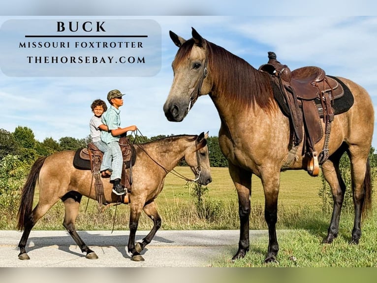 Missouri Foxtrotter Wallach 7 Jahre 150 cm Buckskin in Houston, MO