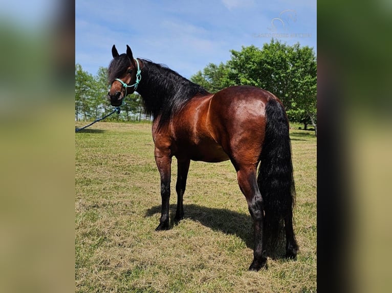 Missouri Foxtrotter Wallach 7 Jahre 152 cm Rotbrauner in Gillsville, GA