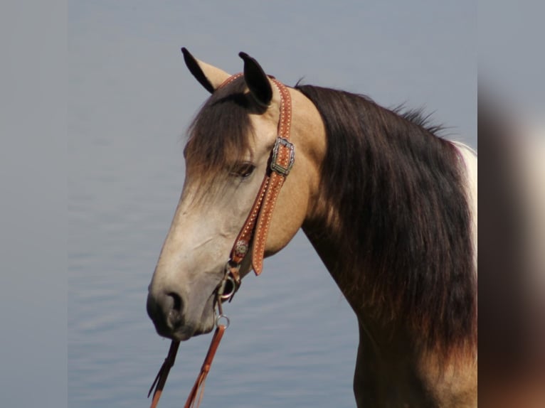 Missouri Foxtrotter Wallach 7 Jahre 155 cm Buckskin in Whitley City KY