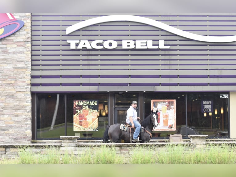 Missouri Foxtrotter Wallach 7 Jahre 155 cm Rappe in Cleveland