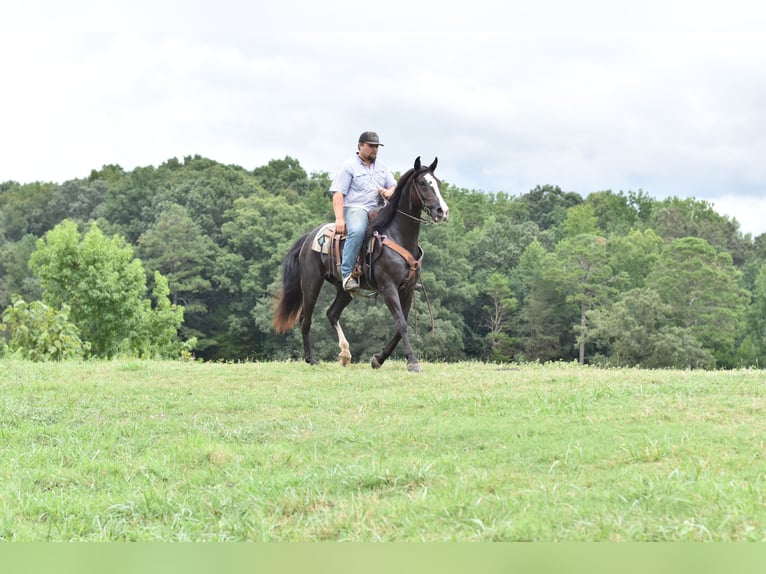 Missouri Foxtrotter Wallach 7 Jahre 155 cm Rappe in Cleveland
