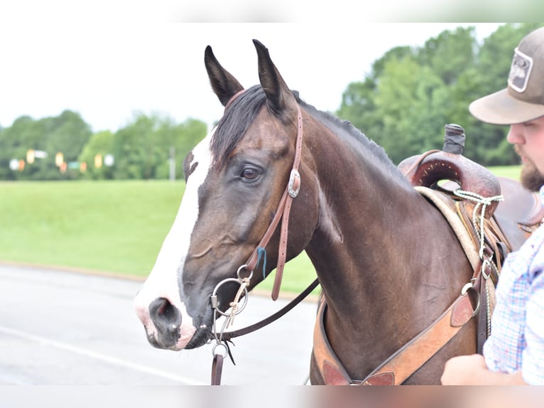 Missouri Foxtrotter Wallach 7 Jahre 155 cm Rappe in Cleveland