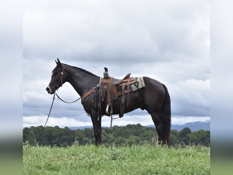 Missouri Foxtrotter Wallach 7 Jahre 155 cm Rappe in Cleveland