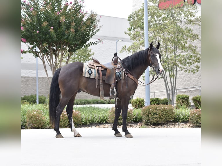 Missouri Foxtrotter Wallach 7 Jahre 155 cm Rappe in Cleveland