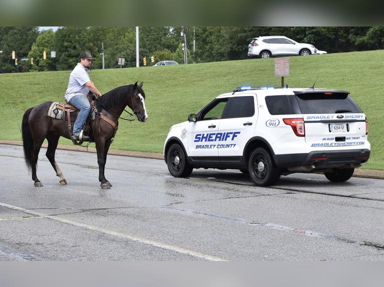 Missouri Foxtrotter Wallach 7 Jahre 155 cm Rappe in Cleveland