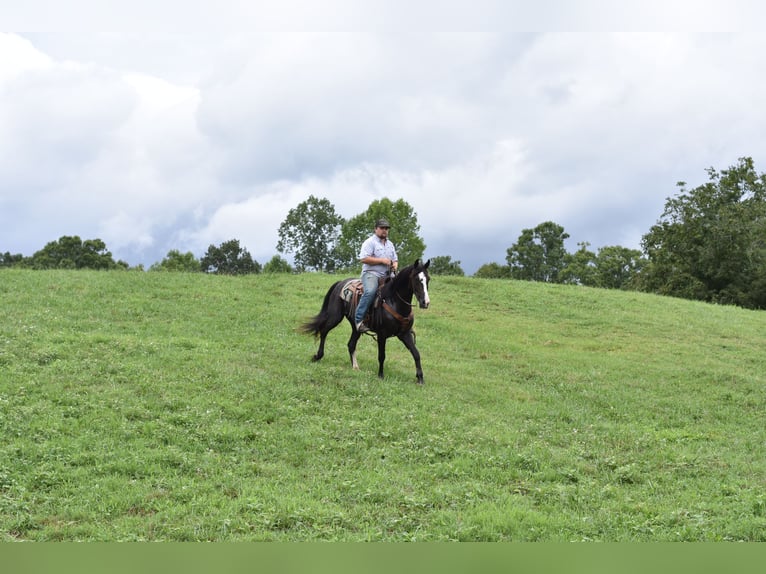 Missouri Foxtrotter Wallach 7 Jahre 155 cm Rappe in Cleveland