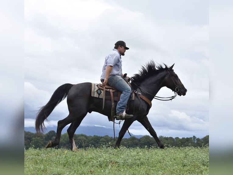Missouri Foxtrotter Wallach 7 Jahre 155 cm Rappe in Cleveland