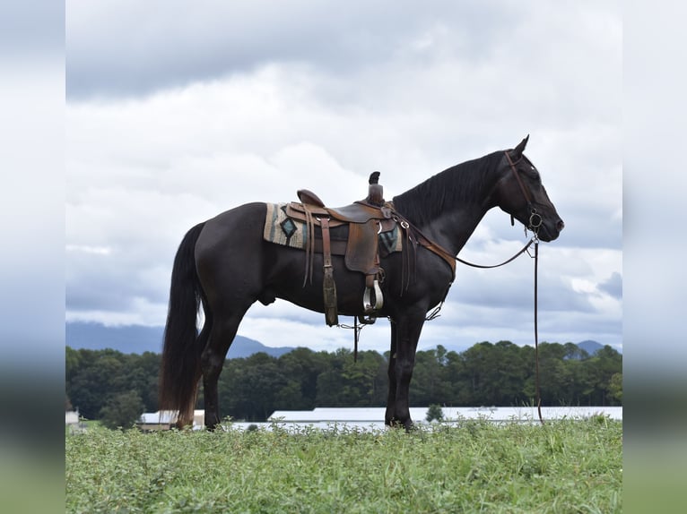 Missouri Foxtrotter Wallach 7 Jahre 155 cm Rappe in Cleveland