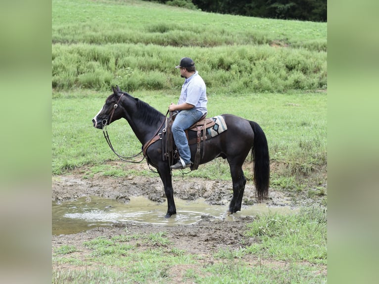 Missouri Foxtrotter Wallach 7 Jahre 155 cm Rappe in Cleveland