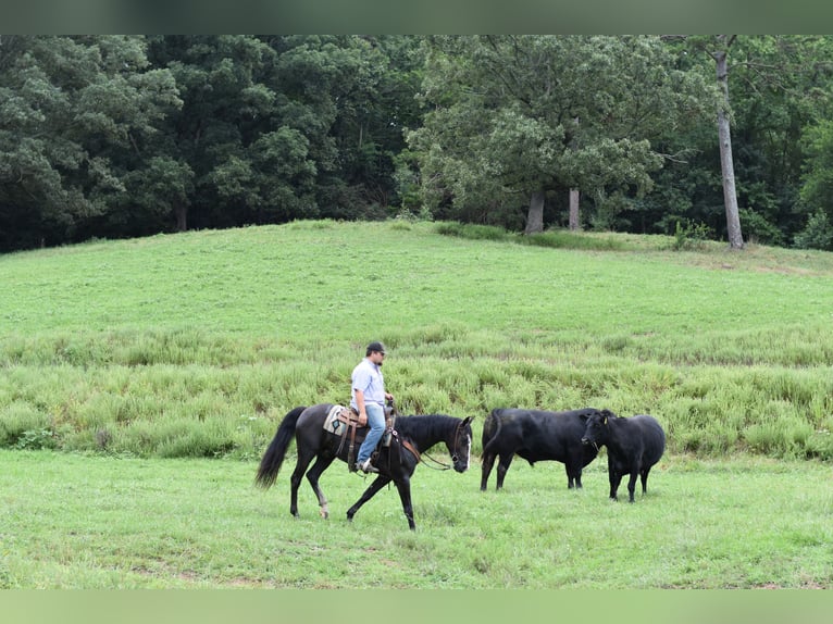 Missouri Foxtrotter Wallach 7 Jahre 155 cm Rappe in Cleveland