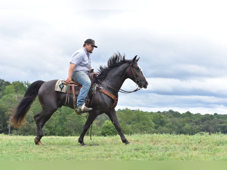 Missouri Foxtrotter Wallach 7 Jahre 155 cm Rappe in Cleveland