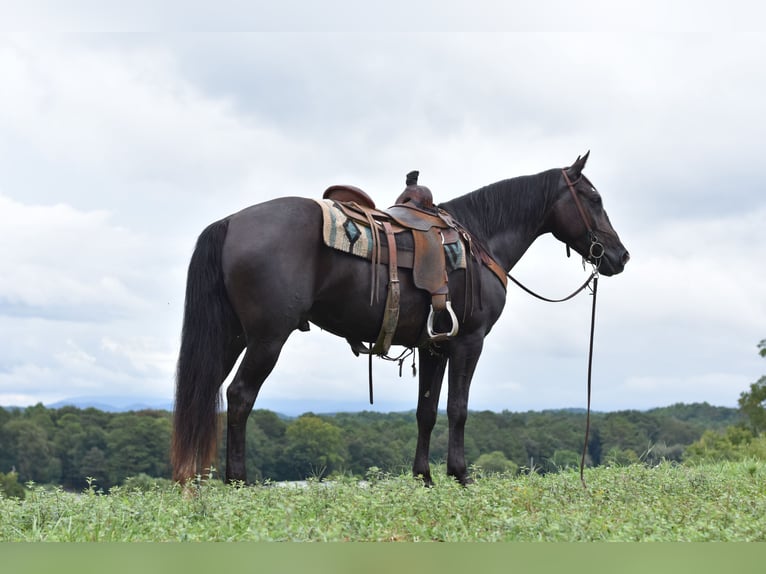 Missouri Foxtrotter Wallach 7 Jahre 155 cm Rappe in Cleveland